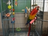 Scarlet macaw and cage