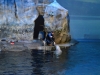 Beluga Training